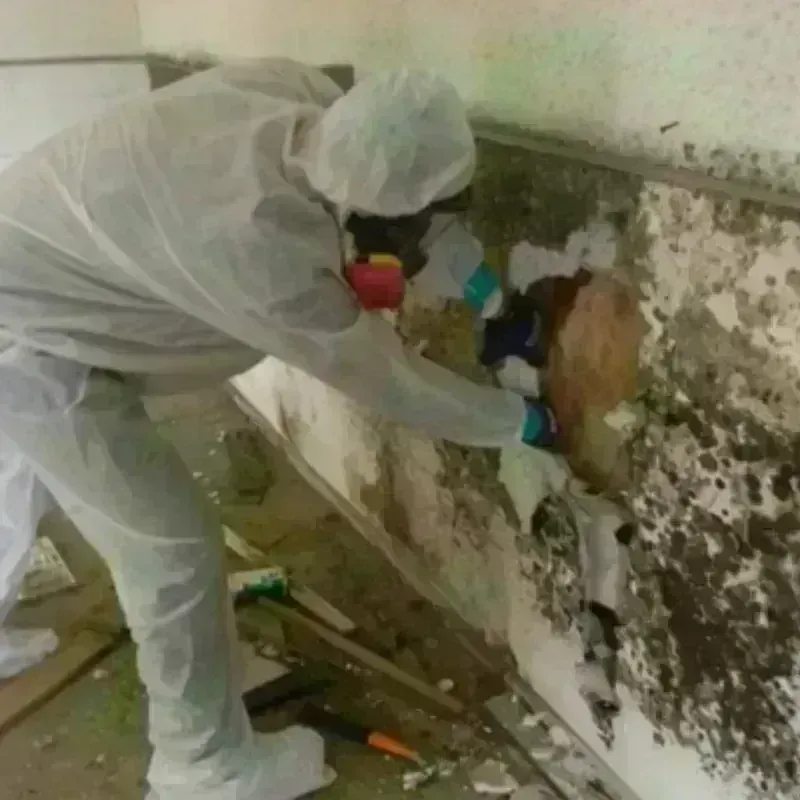 Mold Remediation and Removal in Mill Plain, WA